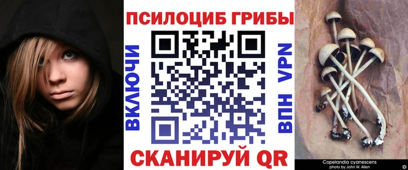Псилоцибиновые грибы Psilocybe  Купить где  Саянск 